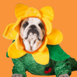 bulldog wearing a sunflower costume at Halloween
