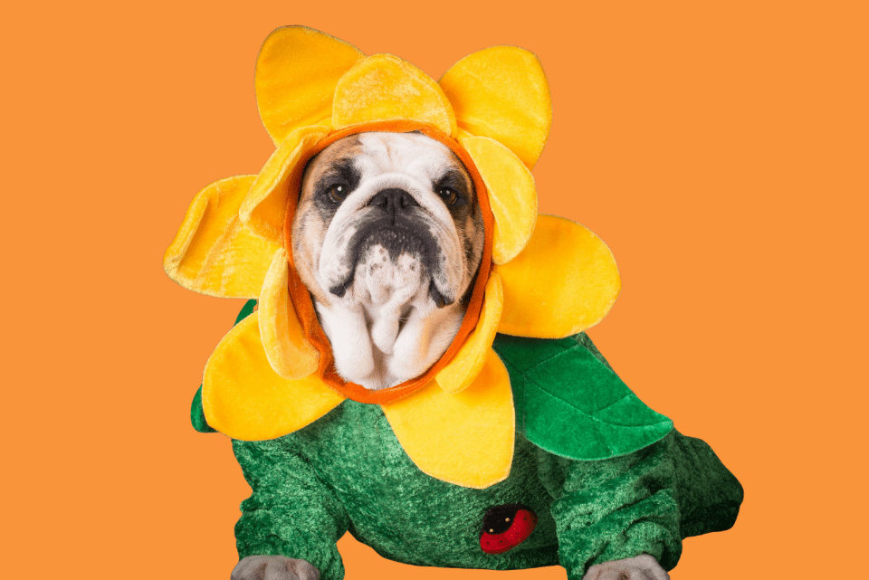 bulldog wearing a sunflower costume at Halloween